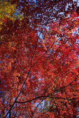 Autumn leaves photograph taken in Japan