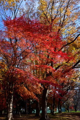 Fototapeta premium Autumn leaves photograph taken in Japan