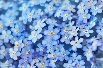 Spring blue forget-me-nots flowers posy, pastel background, selective focus, toned floral card