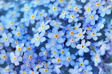 Foto op Plexiglas Spring blue forget-me-nots flowers posy, pastel background, selective focus, toned floral card © ulada