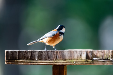 カフェのサンクチュアリにやってきたヤマガラ