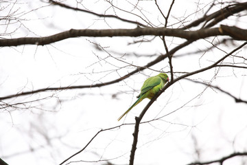 ワカケホンセイインコ