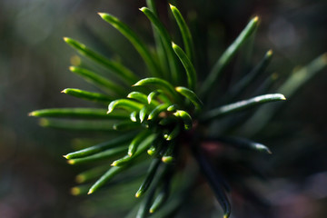 Macrophotography of green spruce needles. Close-up of tree needles on the background of the window
