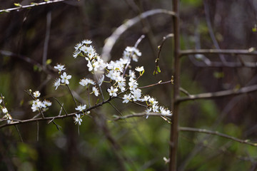 flowers on tree