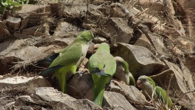 Monks parakeets fighting in a palm tree a sunny day