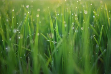 grass with water drops