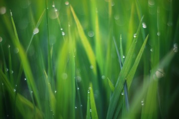 Fototapeta na wymiar grass with water drops