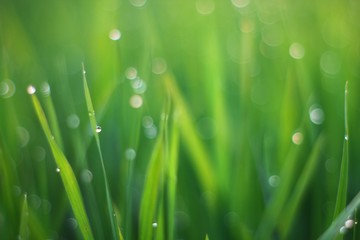 grass with water drops