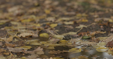 closeup shot of autumn leaves in a puddle