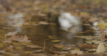 closeup shot of autumn leaves in a puddle