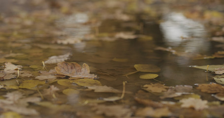 closeup shot of autumn leaves in a puddle