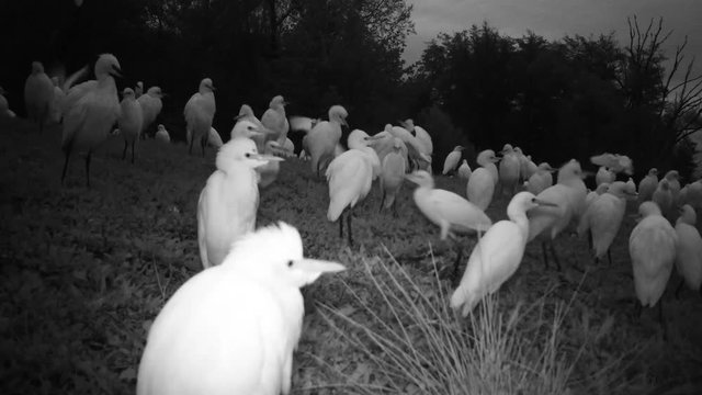 Big Group of White Water Birds (Western Cattle Egret - Bubulcus Ibis) Take Off from a Grass Meadow by Night. Black and White Water Animals and Nature FullHD Video.