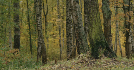 low angle shot of autumn park road