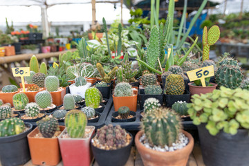 Fototapeta na wymiar Many cactus species are available for sale in the flower shop.