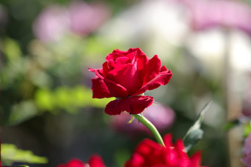 Fototapeta premium Red Rose. Blooming on a bush in the summer on a sunny day 