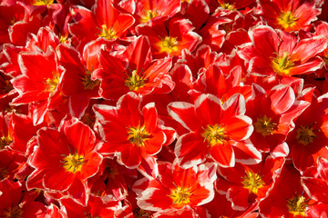 background of blooming red tulips