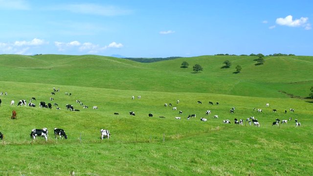 北海道の牧場