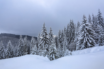 Fototapeta na wymiar Beautiful landscape on the cold winter foggy morning. High mountain with snow white peaks. Amazing snowy forest. Wallpaper background. Location place Carpathian, Ukraine, Europe.