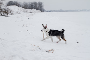 dogs playing in snow