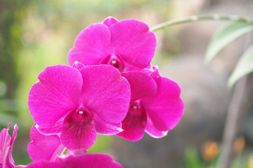 Beautiful pink orchid flower with sunlight in garden at winter or spring day with blurred background