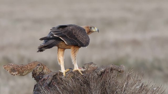 One years old female of Bonelli&acute;s eagle with the first lights in the morning