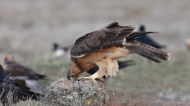 One year old female of Bonelli&acute;s Eagle with the first lights of the morning