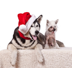 Dog siberian husky in red santa claus hat and Chinese Crested Hairless dog isolated in white