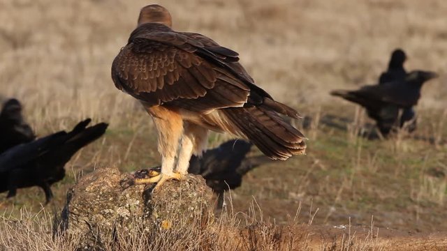 One year old female of Bonelli&acute;s Eagle with de first lights of the morning, Aquila fasciata