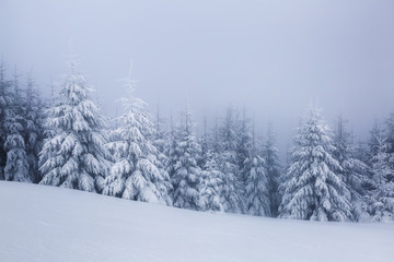 Beautiful landscape on the cold winter foggy morning. High mountain with snow white peaks. Amazing snowy forest. Wallpaper background. Location place Carpathian, Ukraine, Europe.