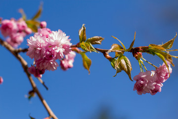 flowers on blue sky