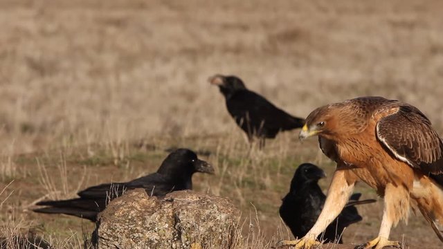 One years old female of Bonelli&acute;s eagle with the first lights in the morning