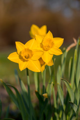 daffodils in the garden