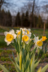 daffodils in a field