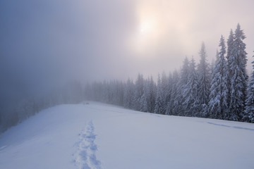 Majestic winter scenery. Mystery forest. On the lawn covered with snow there is a trodden path leading to the trees in the snowdrifts and tent. Location place Carpathian, Ukraine, Europe.