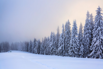 Fototapeta premium Majestic winter scenery. Mystery forest. On the lawn covered with snow there is a trodden path leading to the trees in the snowdrifts and green tent. Location place Carpathian, Ukraine, Europe.