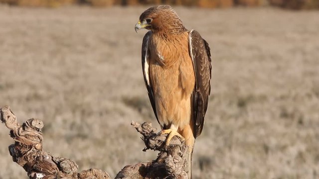 One year old female of Bonelli&acute;s Eagle with de first lights of the morning, Aquila fasciata