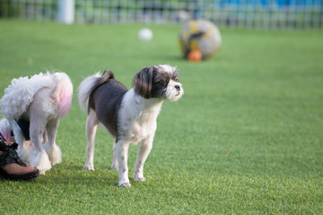 Happy puppies in a private playground