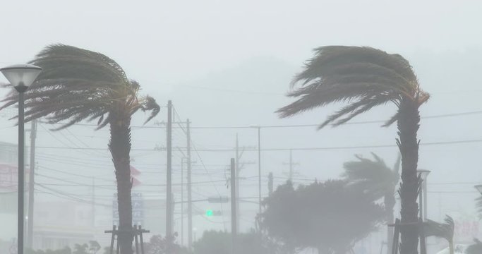 Strong Hurricane Wind Lash Palm Trees - Vong
