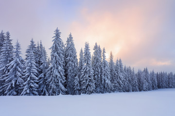 Majestic winter scenery. Mystery forest. Beautiful sunrise. Sun rays lighten up the sky with cloud orange color. Wallpaper background. Location place Carpathian, Ukraine, Europe.
