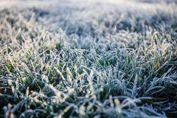 Morning dew froze on a green grass lawn and turned it into a white blanket - obrazy, fototapety, plakaty