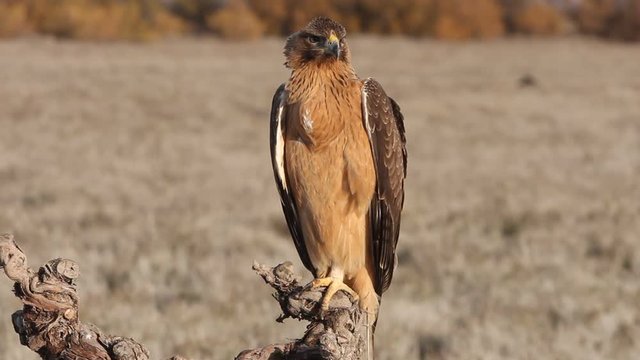One years old female of Bonelli&acute;s eagle with the first lights in the morning