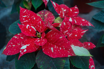 Close-up of bright flower of red and white poinsettia (known as the Christmas or Bethlehem star) with variegated leaves. Variety jingle bells or white glitter