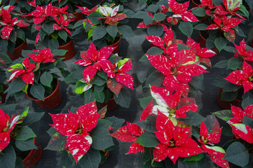 A carpet of bright flower of red and white poinsettia (known as the Christmas or Bethlehem star)...