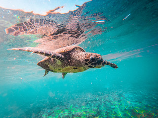 Sea Turtle Flying in Ocean