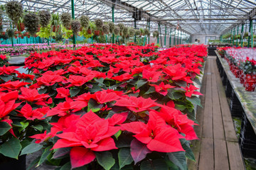 A huge number of bright red poinsettia flowers at the Christmas sale in the greenhouse of the...