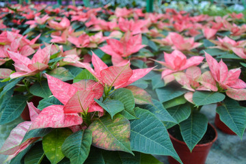 Flower carpet of bright pink with white poinsettia (known as the Christmas or Bethlehem star) with...