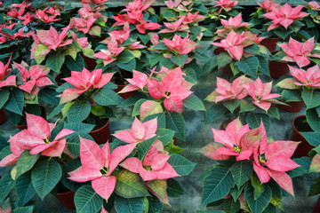 Flower carpet of bright pink with white poinsettia (known as the Christmas or Bethlehem star) with...