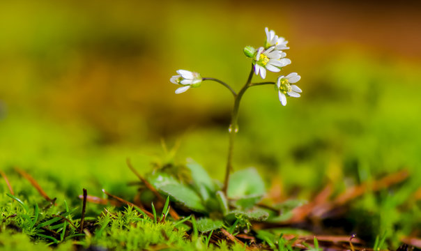 Erophila verna vroegeling