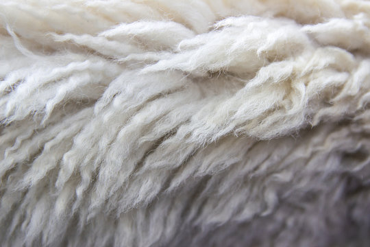 White wool texture background, cotton wool, white natural sheep wool.