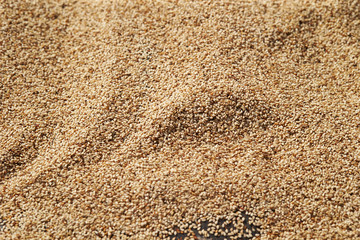 Dried sesame crop, white sesame 